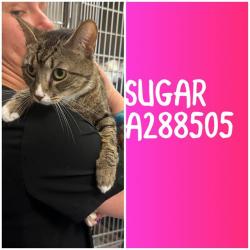 Shelter Stray Female Cat last seen PINEVIEW DR, Macon, GA 31216