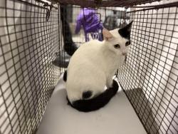 Shelter Stray Female Cat last seen Near BLOCK NE 179 ST, Doral, FL 33122