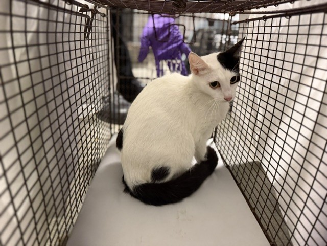 Shelter Stray Female Cat last seen Near BLOCK NE 179 ST, Doral, FL 33122