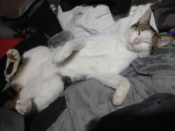 Lost Male Cat last seen Military an 45th, West Palm Beach, FL 33407