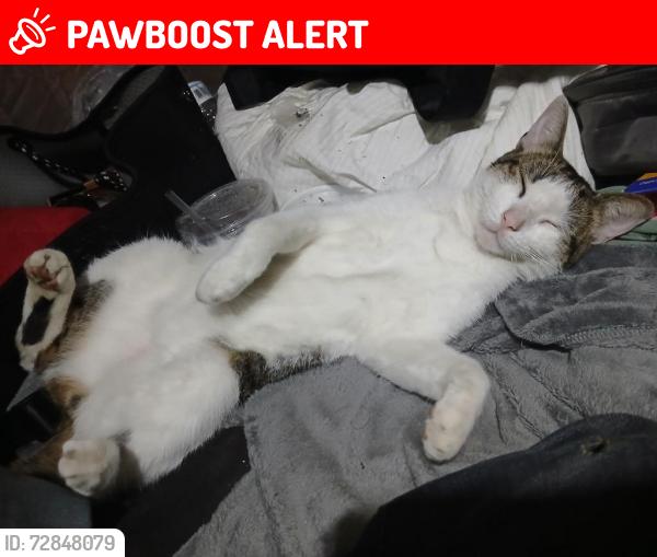 Lost Male Cat last seen Military an 45th, West Palm Beach, FL 33407