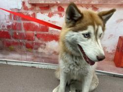 Shelter Stray Female Dog last seen E STREET X ATHOL, San Bernardino, CA 92401