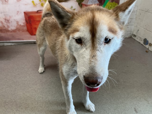 Shelter Stray Female Dog last seen E STREET X ATHOL, San Bernardino, CA 92401
