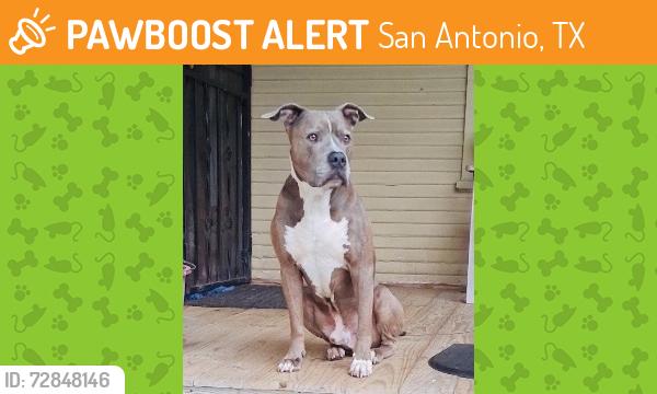 Found/Stray Male Dog last seen Walters and Rigsby, San Antonio, TX 78210