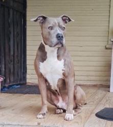 Found/Stray Male Dog last seen Walters and Rigsby, San Antonio, TX 78210