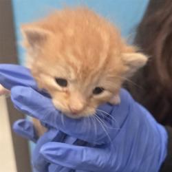 Shelter Stray Unknown Cat last seen PANAMA /30TH ST BAKERSFIELD, Bakersfield, CA 93307