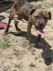 Found/Stray Male Dog last seen Ronald Regan, Williamson County, TX 78633