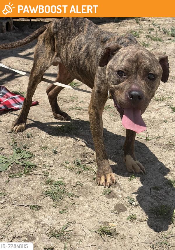 Found/Stray Male Dog last seen Ronald Regan, Williamson County, TX 78633