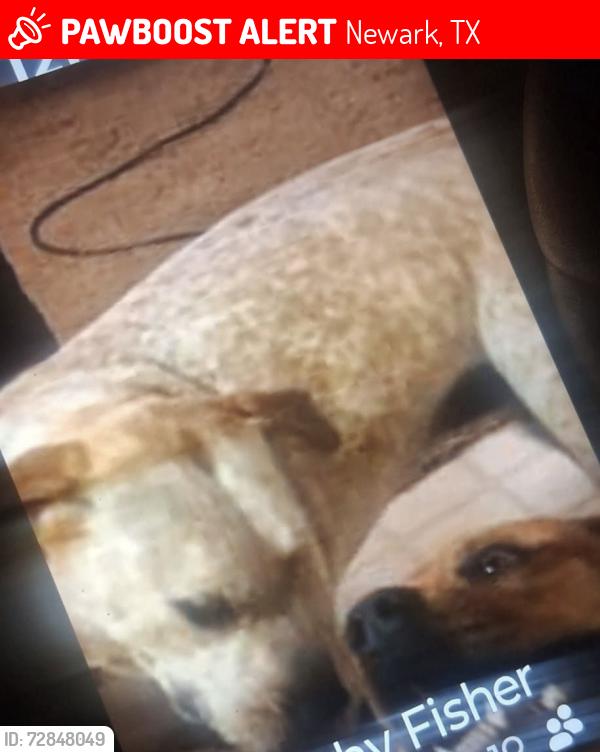 Lost Female Dog last seen Newark,Tx, Newark, TX 76071