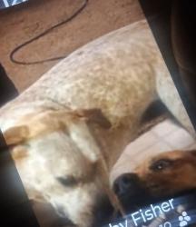 Lost Female Dog last seen Newark,Tx, Newark, TX 76071