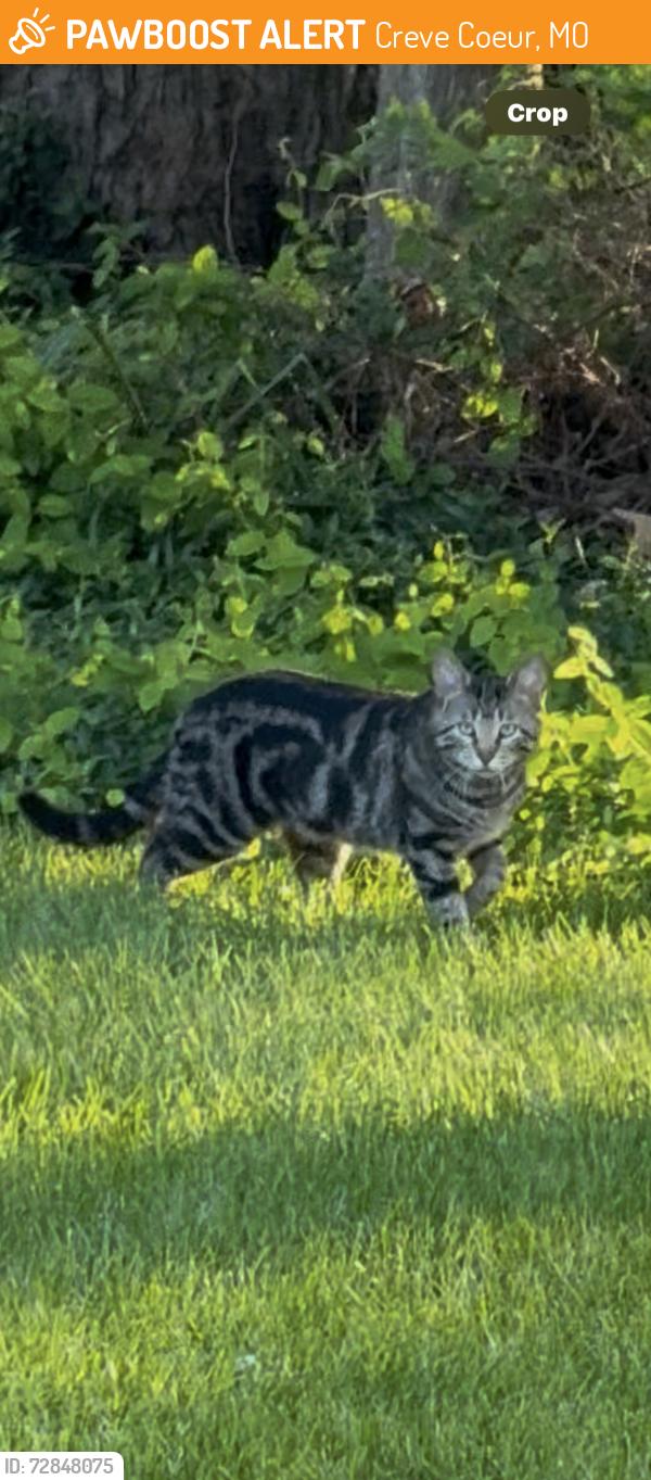 Found/Stray Unknown Cat last seen Mosley , Creve Coeur, MO 63141