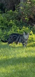 Found/Stray Unknown Cat last seen Mosley , Creve Coeur, MO 63141