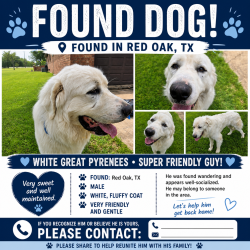 Found/Stray Male Dog last seen Pierce Road, Red Oak, TX 75154