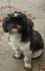 Lost Male Dog last seen Crescent Oak Village at Lake Olympia , Missouri City, TX 77459