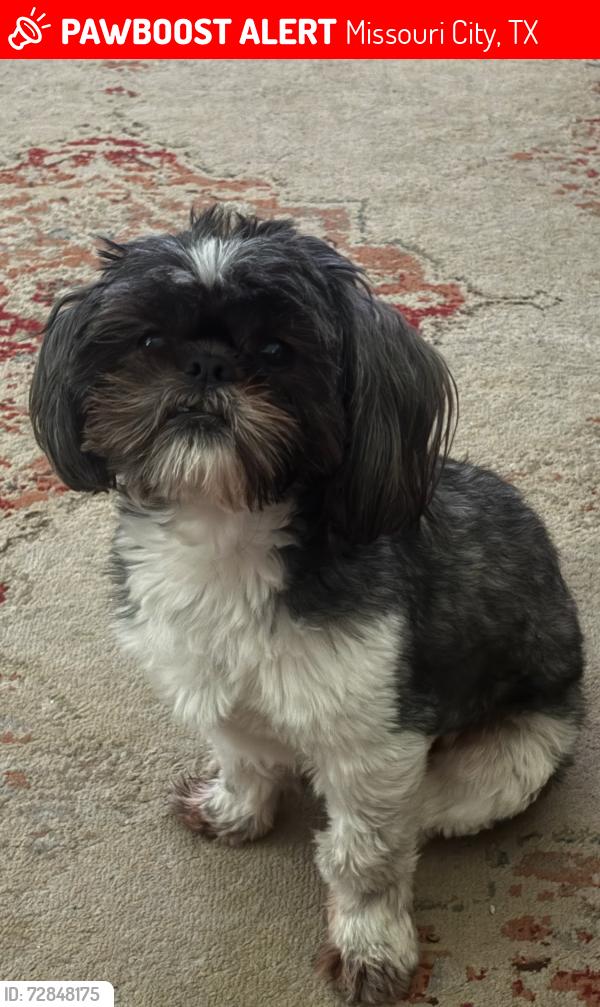 Lost Male Dog last seen Crescent Oak Village at Lake Olympia , Missouri City, TX 77459