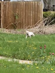 Reunited Female Dog last seen 4th street east & Gotzian street, Saint Paul., Saint Paul, MN 55106