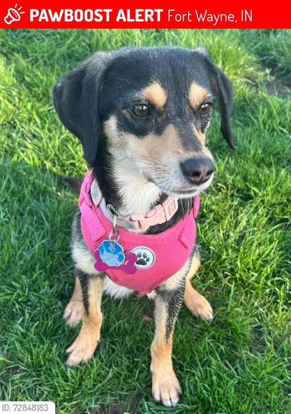 Lost Male Dog last seen Taylor, Fort Wayne, IN 46802