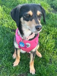 Lost Male Dog last seen Taylor, Fort Wayne, IN 46802