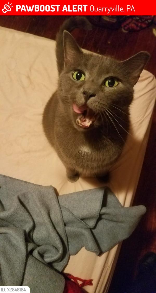 Lost Male Cat last seen W. 4th St. Oak Bottom Rd. By Advanced Auto, Quarryville, PA 17566