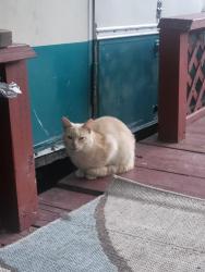 Found/Stray Male Cat last seen Midway Campground Statesville nc , Statesville, NC 28625