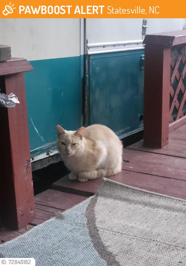 Found/Stray Male Cat last seen Midway Campground Statesville nc , Statesville, NC 28625