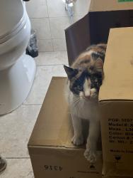 Found/Stray Female Cat last seen Reservoir & Lexington, Pomona, CA 91766