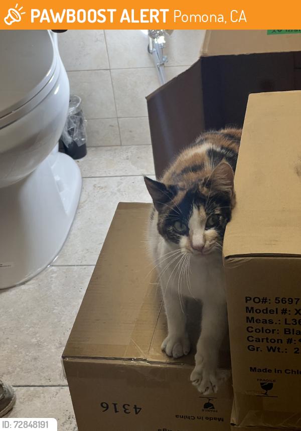 Found/Stray Female Cat last seen Reservoir & Lexington, Pomona, CA 91766