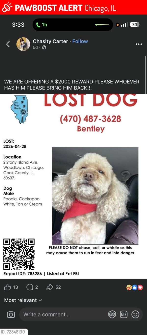 Lost Male Dog last seen Stony Island , Chicago, IL 60617