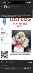 Lost Male Dog last seen Stony Island , Chicago, IL 60617