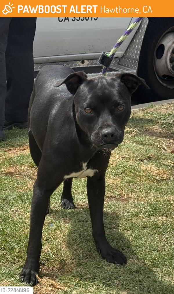 Found/Stray Male Dog last seen Near block of Birch Ave, Hawthorne, CA 90250