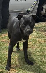 Found/Stray Male Dog last seen Near block of Birch Ave, Hawthorne, CA 90250