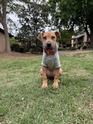 Shelter Stray Female Dog last seen Near Union Grove Road Lithonia, 30058, 30058, GA, Atlanta, GA 30341
