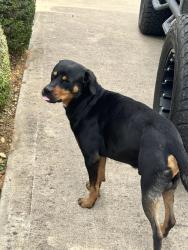 Found/Stray Male Dog last seen  Price Rd, Mansfield, TX 76063