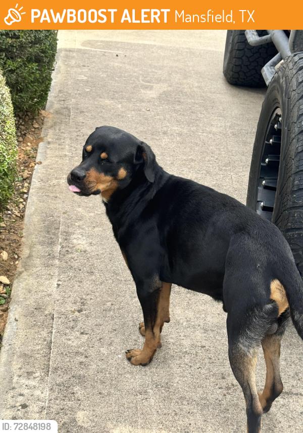 Found/Stray Male Dog last seen  Price Rd, Mansfield, TX 76063