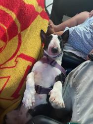 Lost Female Dog last seen Perris blvd , Perris, CA 92572
