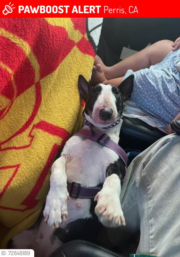 Lost Female Dog last seen Perris blvd , Perris, CA 92572