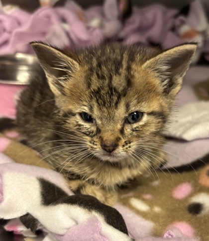 Shelter Stray Female Cat last seen Near English Oak Drive, 30340, GA, Atlanta, GA 30341