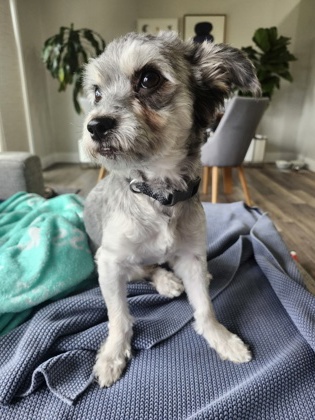 Shelter Stray Female Dog last seen , WA , Fishers, IN 46038