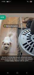 Lost Male Dog last seen Riches street , West Midlands, England WV6 0EQ