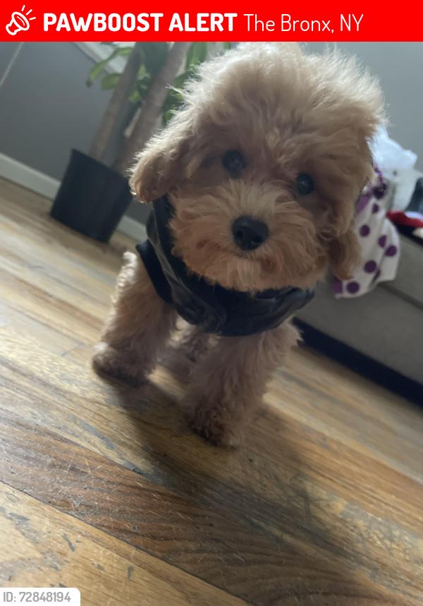 Lost Male Dog last seen no where, The Bronx, NY 10472