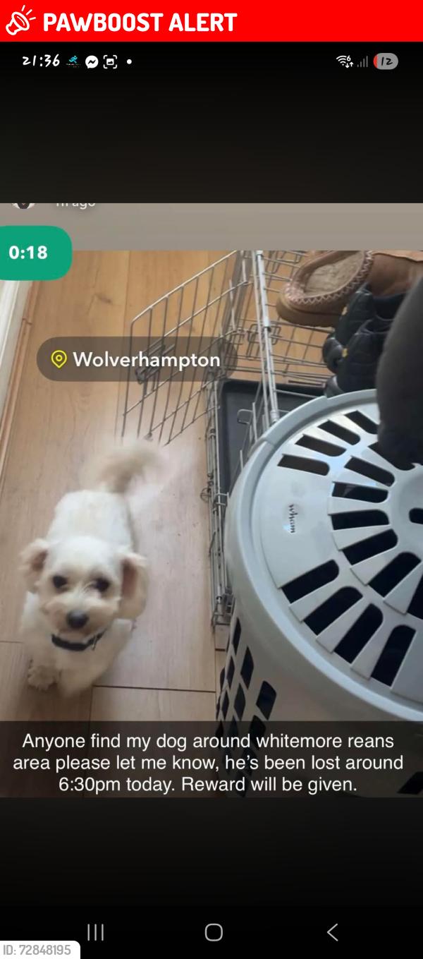 Lost Male Dog last seen Riches street , West Midlands, England WV6 0EQ