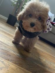Lost Male Dog last seen no where, The Bronx, NY 10472