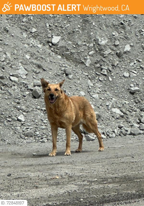 Found/Stray Unknown Dog last seen On Hwy 2 by huge piles of rocks Past flume canyon rd but before mt high , Wrightwood, CA 92397
