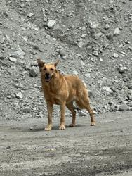 Found/Stray Unknown Dog last seen On Hwy 2 by huge piles of rocks Past flume canyon rd but before mt high , Wrightwood, CA 92397