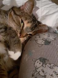 Lost Female Cat last seen Parvin rd and n brighton, Kansas City, MO 64117