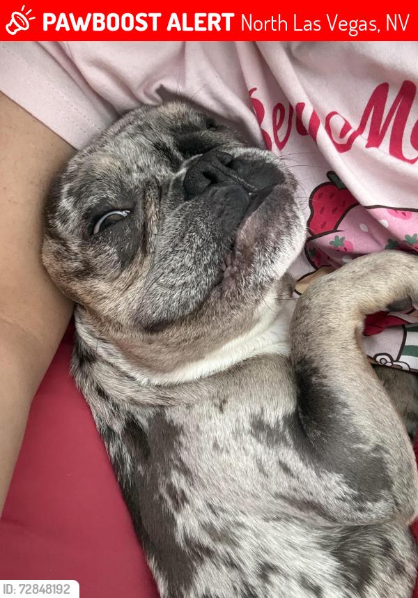 Lost Male Dog last seen Rubio Sun y Puesta del sol st, North Las Vegas, NV 89081