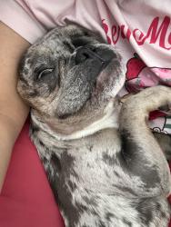 Lost Male Dog last seen Rubio Sun y Puesta del sol st, North Las Vegas, NV 89081