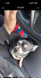 Lost Female Dog last seen Capri st Brownsville tx , Brownsville, TX 78520