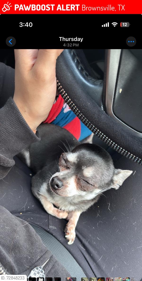 Lost Female Dog last seen Capri st Brownsville tx , Brownsville, TX 78520