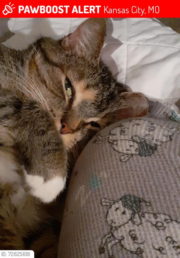 Lost Female Cat last seen Parvin rd and n brighton, Kansas City, MO 64117